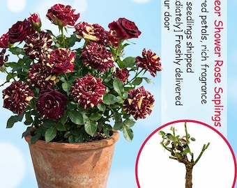 Meteor Shower Rose Saplings: Live Bare Root Outdoor Garden Bush Flower Plant