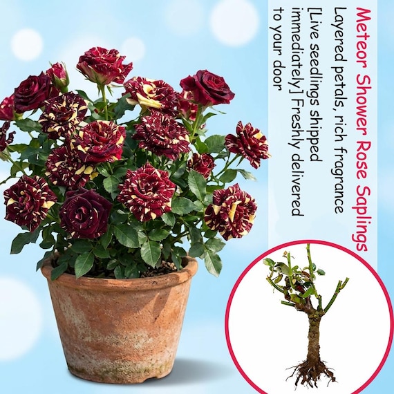 Meteor Shower Rose Saplings: Live Bare Root Outdoor Garden Bush Flower Plant