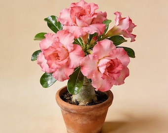 Pink Desert Rose Plant | Adenium Obesum Flowering Succulent, Thick Caudex Bonsai