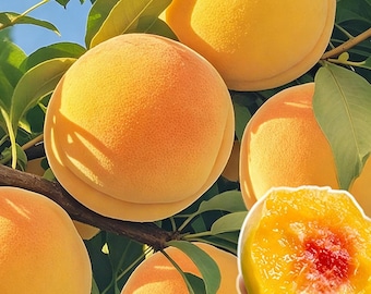 Golden Peach Saplings – Live Yellow Fruit Tree for Garden Planting