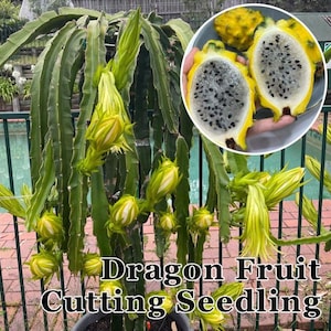 May include: A dragon fruit plant with long green stems and multiple yellow flower buds. An inset circle shows two halves of a yellow dragon fruit with white flesh and black seeds. The text "Dragon Fruit Cutting Seedling" is at the bottom.