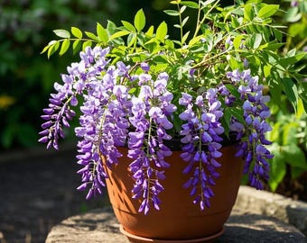 Wisteria Tree Seedling | Fragrant Climbing Vine Plant | Fast Growing Purple Flower Garden Starter