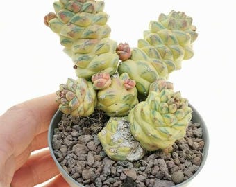 Variegated Monadenium Ritchiei Succulent | Caudex Euphorbia Type, Collector Plant