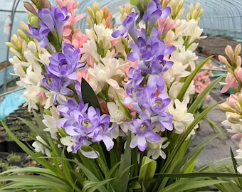 Mixed Color Tuberose Bulb | Fragrant Night Blooming Flowers | Summer Garden Flowers | Cut Flower Plant