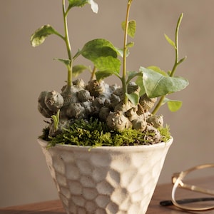 May include: A caudex plant with a knobby, textured base and green leaves growing from the top, nestled in a layer of bright green moss. The plant is housed in a white, tapered ceramic pot featuring a repeating hexagonal honeycomb pattern.
