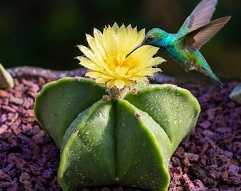 Astrophytum myriostigma | Live Cactus Plant, Bishop's Hat Cactus,Succulent for Plant Collection