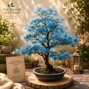 Rare Bonsai - Etsy