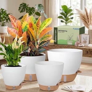 May include: Four white self-watering plant pots with a textured, light brown base. The pots are filled with colorful plants, including a vibrant croton with orange, yellow, and green leaves. A box of plant pots is visible with the text "PERFECT GIFT".