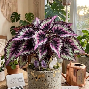 indoor rose plant care Fragrant Indoor Rose 'RosAroma®' main image 1
