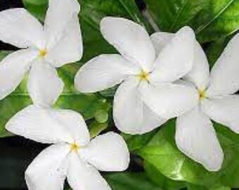 White Jasmine plant,  Pinwheel Jasmine Starter Live plant~Plug 2 to 5 inches