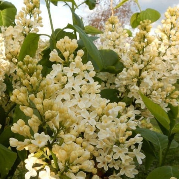 Yellow Lilac plants - Primrose French Lilac - Syringa  ship in pot