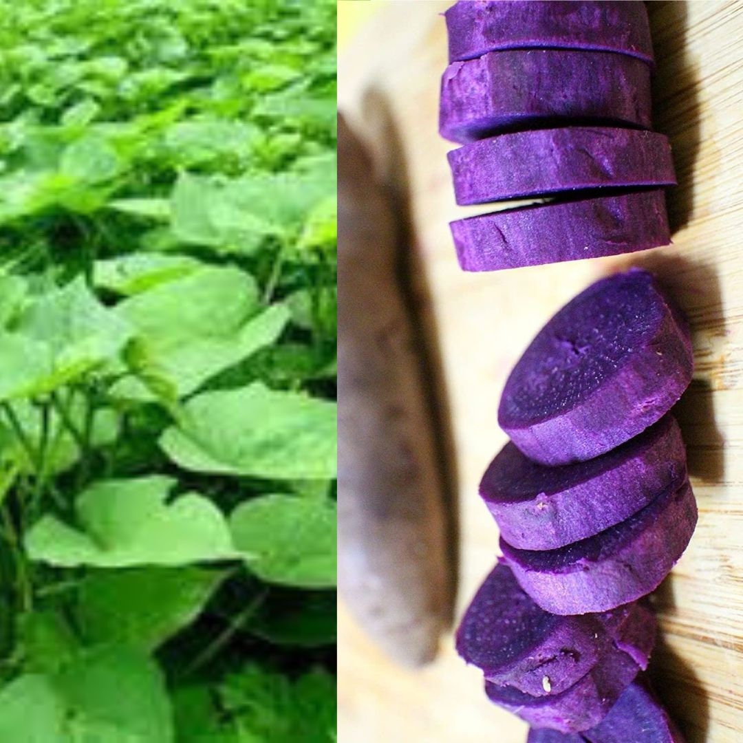 10 PURPLE Sweet Potato Slips Sweet Potato Plants Slips Cuttings Sweet Potato Plants Organic