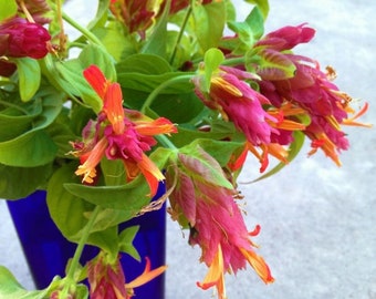 Red Shrimp Starter Plant- Justicia Brandegeana- Red Maroon Shrimp Plants - Beautiful Blooms