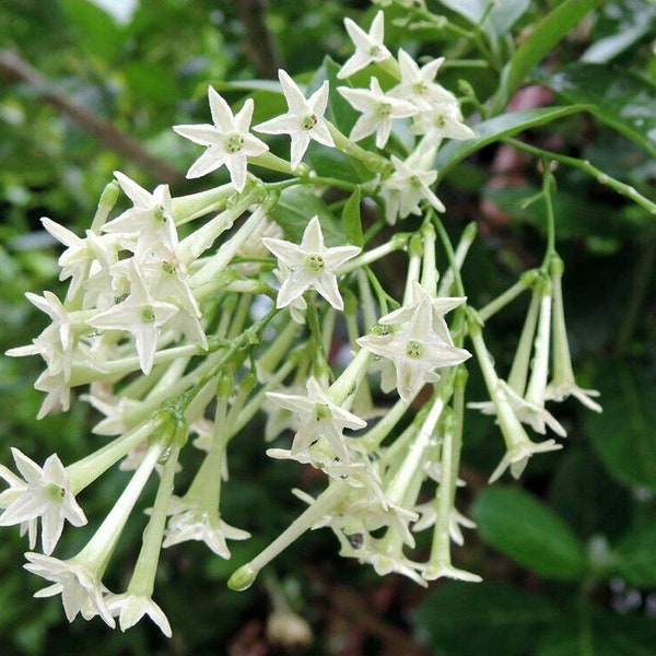 Jasmine Night Blooming Plant - Cestrum Nocturnum Plant- Intensely Fragrant