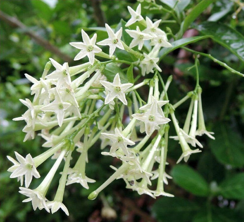 Jasmine Night Blooming Plant Cestrum Nocturnum Plant Intensely Fragrant