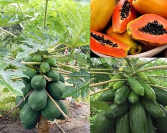 Papaya Plant Tree Fruit - Live Plant -  4” to 8” Tall  - Organic Growth.