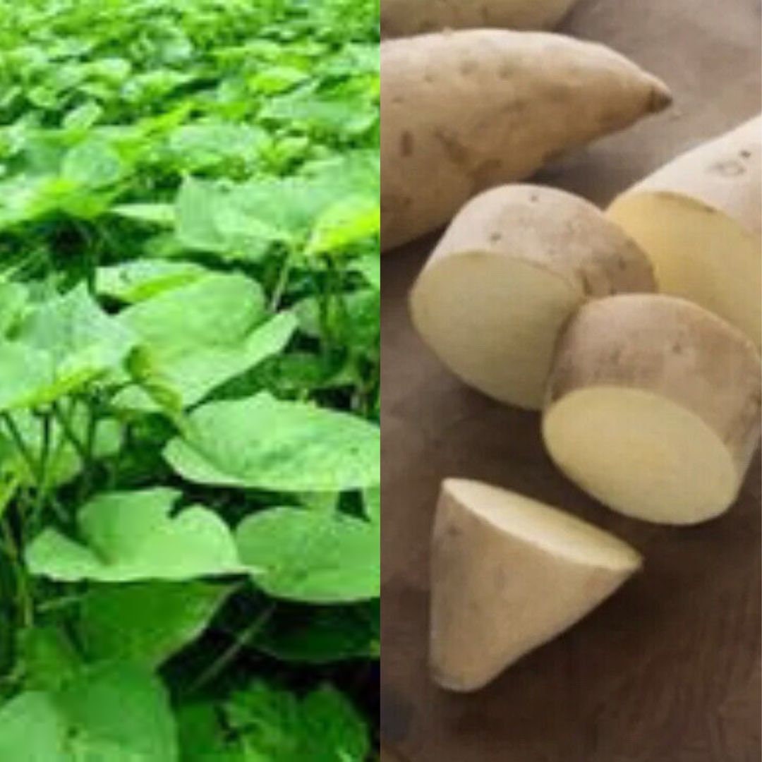 10 White Sweet Potato Slips Sweet Potato Plants Slips Cuttings Sweet