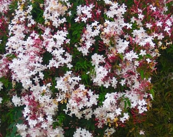 Pink Jasmine - Jasminum polyanthum - Starter live Plant - fragrant flowers   2" to 4 " tall