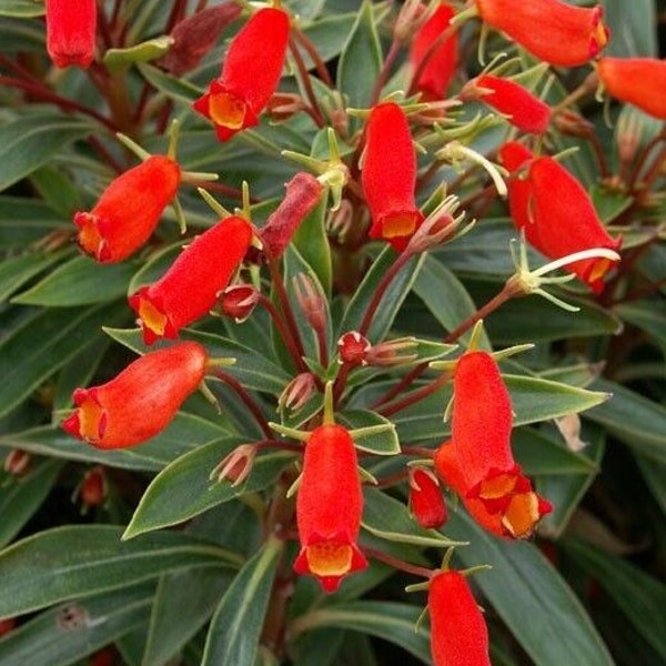 Gloxinia sylvatica 'Bolivian Sunset' - live Starter Plant  in pot
