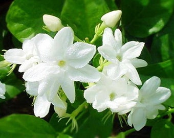 White Jasmine sambac~ Maid Of Orleans Jasmine ~Jasminum - Rooted STARTER Plant- Extremely Fragrant