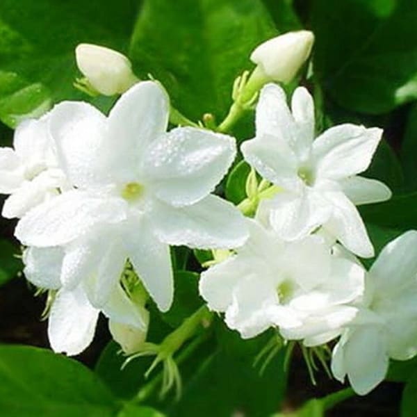 White Jasmine sambac~ Maid Of Orleans Jasmine ~Jasminum - Rooted STARTER Plant- Extremely Fragrant