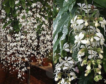 White Clerodendrum Wallichii- Bridal Veil STARTER Plant- Rare- White Blooms