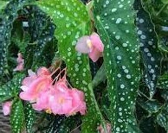 Begonia Angel Wing-  "My Special Angel" - Rooted live Starter Plant