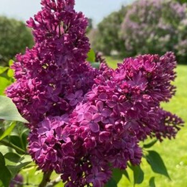 Red Lilac Plant - Etsy