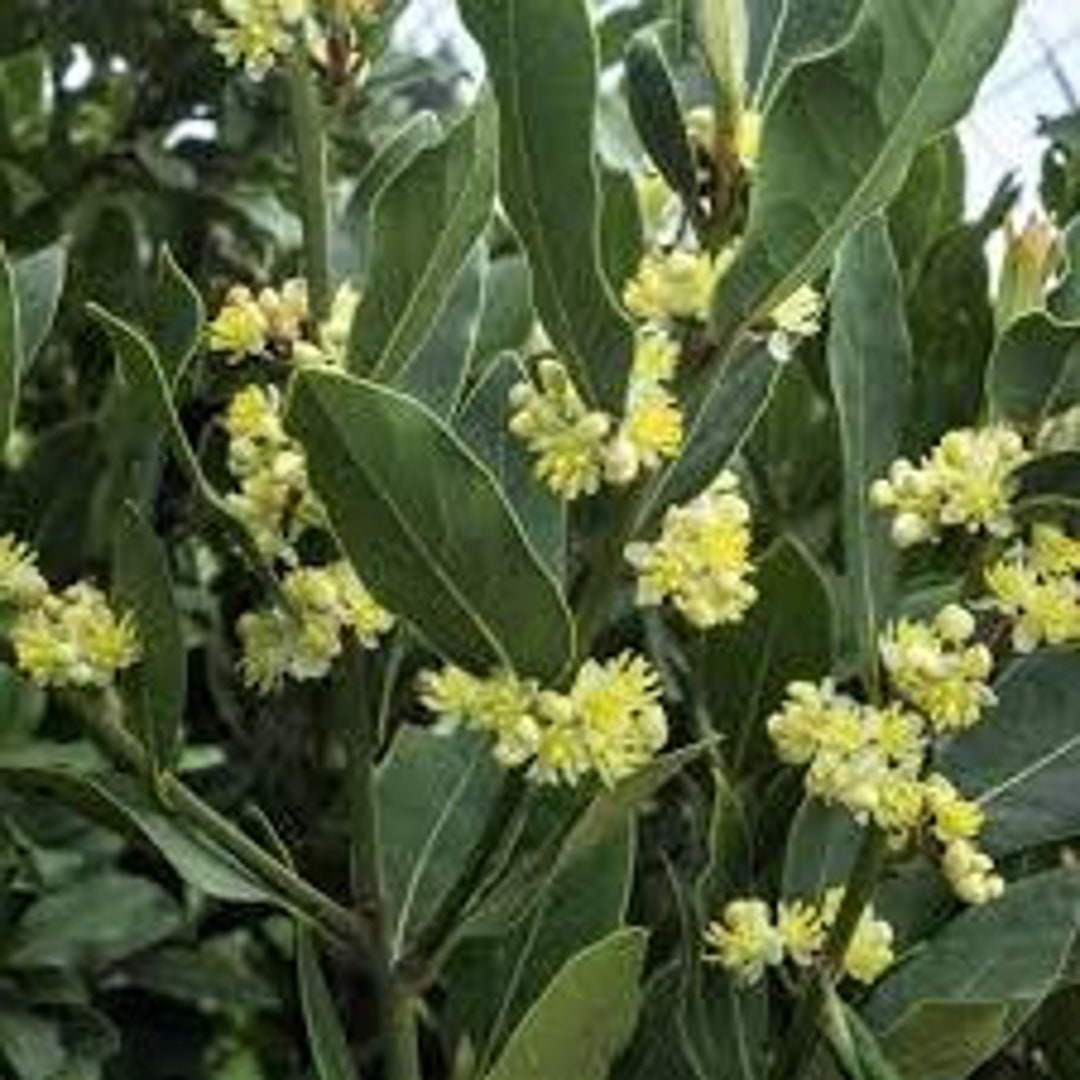 Sweet Bay Laurel Tree, Live Starter Plant, Laurus Nobilis, Ornament