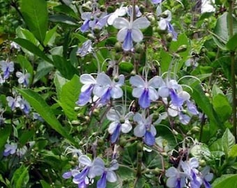 Blue Clerodendrum Wings Ugandense Plant - Blue Butterfly Bush Aka Blue Wings Rooted Starter Plant