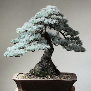 Blue Spruce Bonsai - Etsy
