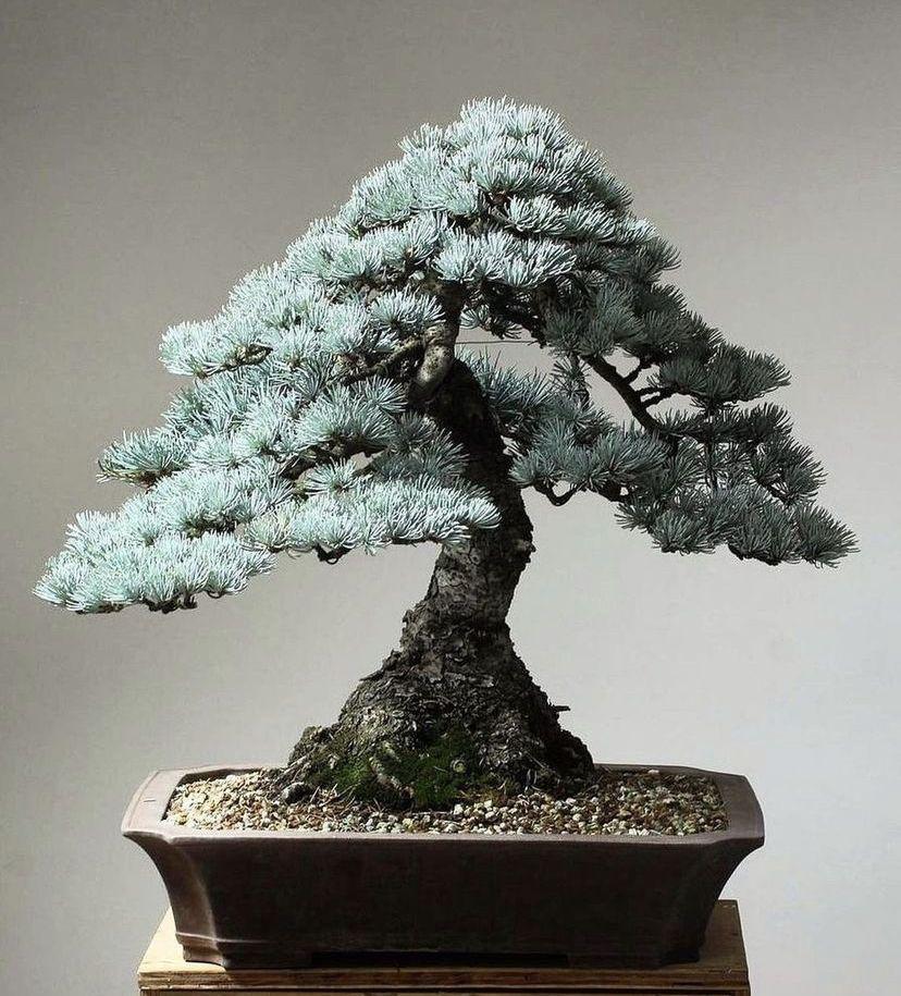 Bonsai spruce - Etsy Polska