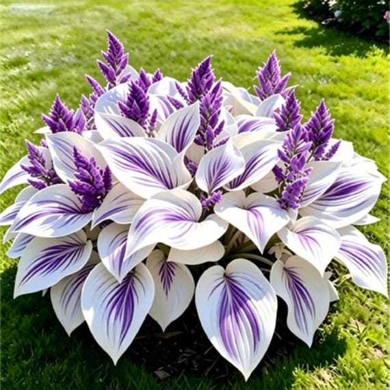 Rare Hosta Seeds Heart Shaped Perennial Shade Garden Foliage Plant Seed Pack