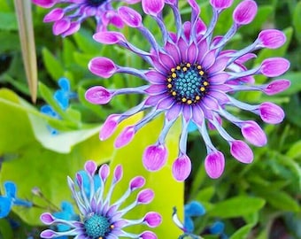145+ African Daisy Samen Seltene mehrjährige Nicht-GMO-Blütenmischung