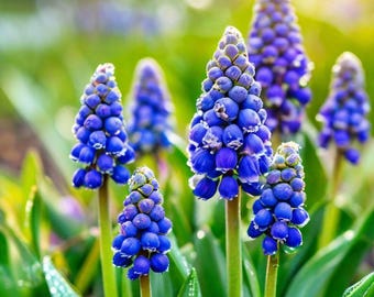 Grape Hyacinth Bulbs Muscari Armeniacum Spring Flower Garden Plant Pack