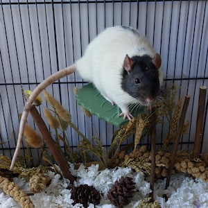 May include: A hooded rat with a white body and a black head, perched on a small green leaf-shaped platform. The rat has a long, thin tail and dark eyes. Below the platform, the enclosure contains white bedding, pinecones, and dried wheat stalks.