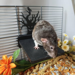 May include: A dark gray and white rat stands on a black rectangular platform attached to a wire cage wall. The platform features a black cutout design of a spooky tree with a bird perched on top. The cage contains artificial flowers and bedding.