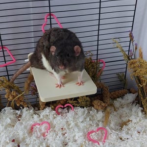 May include: A dark gray and white rat standing on a small, rectangular, off-white platform inside a wire cage. The cage is decorated with several small, pink, heart-shaped plastic links and dried wheat stalks, with white paper bedding below.