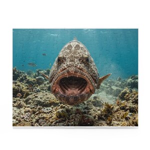 以下が含まれることがあります： 口を開けた大きな魚のクローズアップが特徴のジグソーパズル。魚はまだらの茶色とタン色の模様をしています。背景には、サンゴや他の魚がいる水中シーンが描かれています。