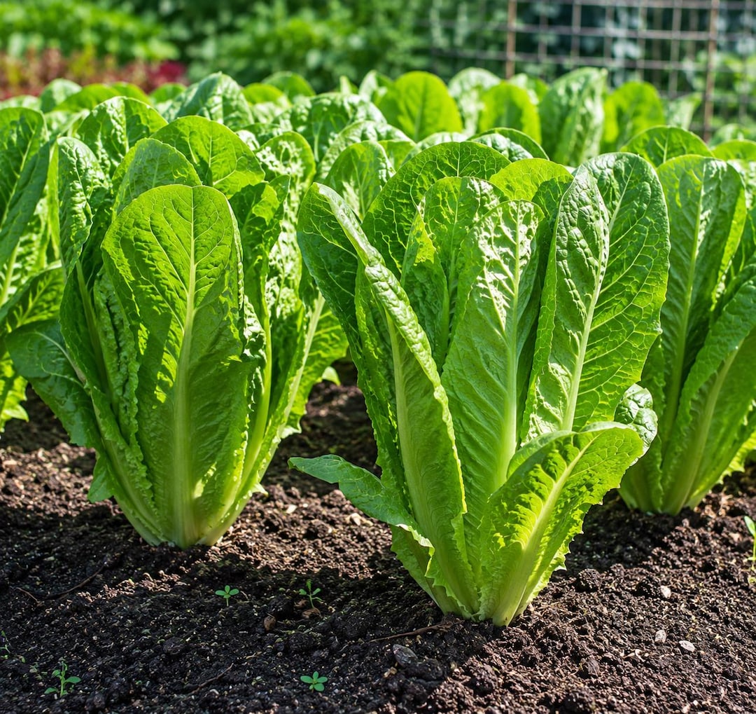 Parris Fav Parris Island Romaine Lettuce Seeds: Organic Heirloom Crisp Garden ...