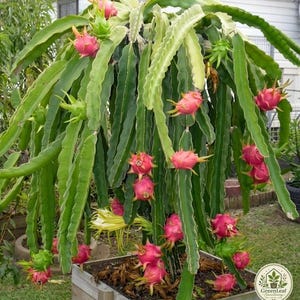 May include: A dragon fruit cactus plant growing in a wooden planter box, featuring long, segmented green stems and multiple bright pink, oval-shaped fruits with green scales. A single large, pale yellow flower is visible near the base.