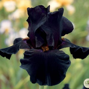 May include: A deep black iris flower with ruffled petals and a prominent golden-yellow beard at the center. The velvety texture of the dark petals contrasts with the bright yellow stamens, showcasing the intricate structure of the bloom.