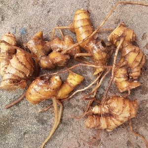 May include: A collection of raw, light brown galangal rhizomes with segmented, knobby textures and thin, fibrous roots extending from the main bodies. The roots have a smooth, slightly shiny skin with darker horizontal markings across the surface.