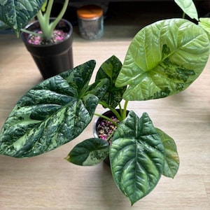 アロカシア・シヌアタ・アルボ斑入り球根　珍しい熱帯観葉植物　エキゾチックな葉　室内植物初心者向け