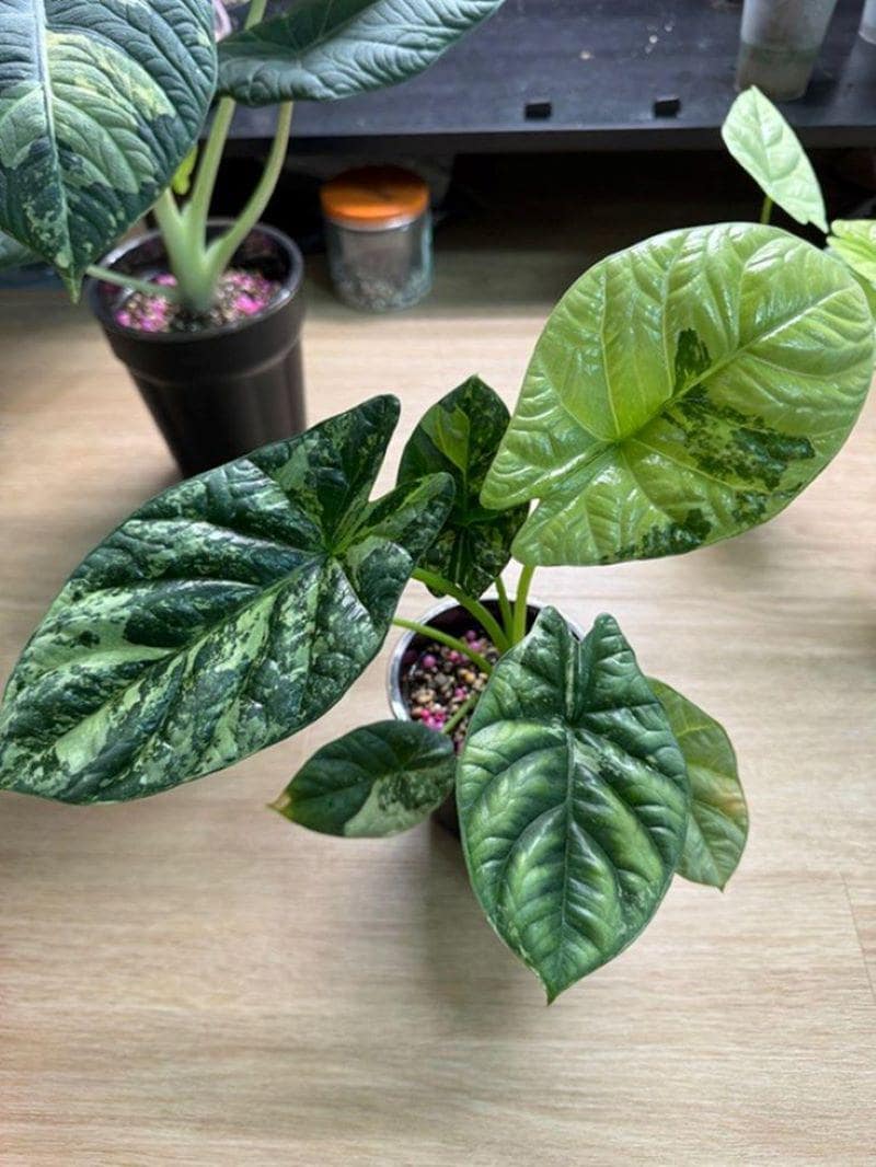 Alocasia nebula - Etsy 日本