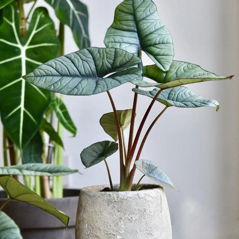 Alocasia regal shields - Etsy 日本