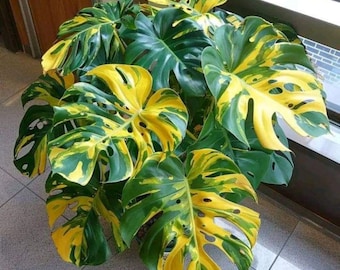 Monstera Deliciosa Electrolight Bulbs Rare Variegated Tropical Houseplant Indoor Foliage Collector Starter Plant