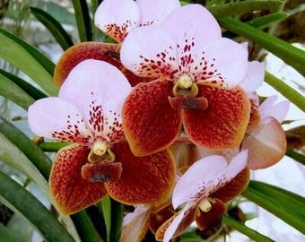 Vanda Sanderiana Orchid Bulbs Rare Tropical Exotic Flower Indoor Collector Plant Starter Blooms