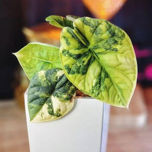 Variegated alocasia melo - Etsy 日本