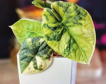 Cormos de Alocasia Melo variegados, planta de interior tropical rara, planta joven